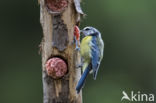 Blue Tit (Parus caeruleus)