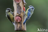 Blue Tit (Parus caeruleus)