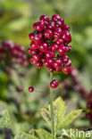 Baneberry / Herb Christopher (Actaea spicata)
