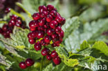 Baneberry / Herb Christopher (Actaea spicata)