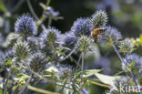 Blauwe kruisdistel (Eryngium planum)