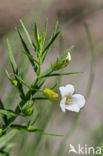 Genadekruid (Gratiola officinalis)