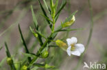 Genadekruid (Gratiola officinalis)