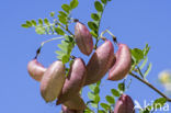 Europese blazenstruik (Colutea arborescens)