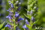 great blue lobelia (Lobelia siphilitica var siphilitica)