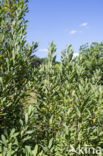 Wilde gagel (Myrica gale)