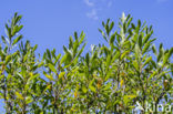 Wilde gagel (Myrica gale)