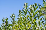 Wilde gagel (Myrica gale)