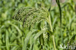 Pluimgierst (Panicum miliaceum)
