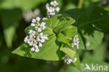 Buckwheat (Fagopyrum esculentum)