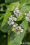 Buckwheat (Fagopyrum esculentum)