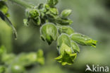 Large Tobacco (Nicotiana tabacum)