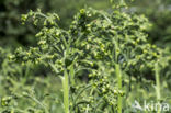 Large Tobacco (Nicotiana tabacum)