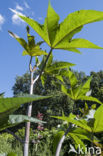 Castor-oil-plant (Ricinus communis)