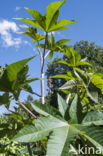 Castor-oil-plant (Ricinus communis)