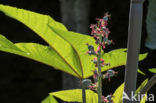 Castor-oil-plant (Ricinus communis)