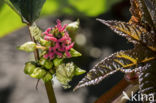 Castor-oil-plant (Ricinus communis)