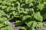 Small Tobacco (Nicotiana rustica)