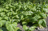 Small Tobacco (Nicotiana rustica)