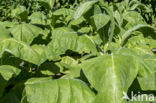 Small Tobacco (Nicotiana rustica)