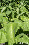 Small Tobacco (Nicotiana rustica)