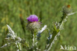 Scotch Thistle (Onopordum acanthium)
