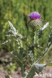 Scotch Thistle (Onopordum acanthium)