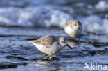 Drieteenstrandloper (Calidris alba)