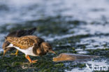 Ruddy Turnstone (Arenaria interpres)