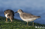 Red Knot (Calidris canutus)