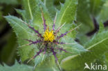 blessed thistle (Cnicus benedictus)
