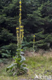 Koningskaars (Verbascum thapsus)