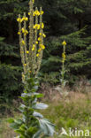 Koningskaars (Verbascum thapsus)