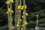 Koningskaars (Verbascum thapsus)