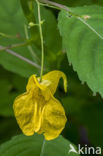 Groot springzaad (Impatiens noli-tangere)