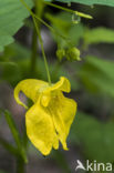 Groot springzaad (Impatiens noli-tangere)