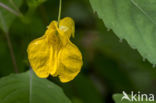 Groot springzaad (Impatiens noli-tangere)