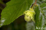 Hazel (Corylus avellana)