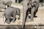 Asian elephant (Elephas maximus)