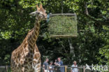 Southern giraffe (Giraffa camelopardalis)