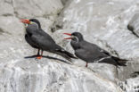 Inca Tern (Larosterna inca)