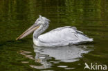 Kroeskoppelikaan (Pelecanus crispus)