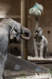 Asian elephant (Elephas maximus)