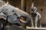 Asian elephant (Elephas maximus)