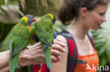 Rainbow lorikeet (Trichoglossus haematodus)