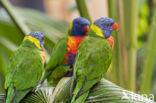 Rainbow lorikeet (Trichoglossus haematodus)