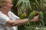 Rainbow lorikeet (Trichoglossus haematodus)