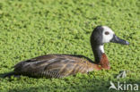 White-faced whistling duck (Dendrocygna viduata)