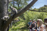 ring-tailed lemur (Lemur catta)