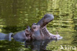 Nijlpaard (Hippopotamus amphibius)